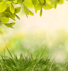 Hazelnut leaves on a green spring landscape background outdoors.