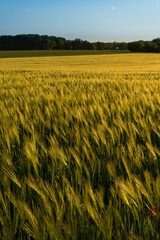 Getreidefeld an einem Sommertag zur goldenen Stunde