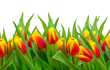 Bunch of fresh yellow and red tulip flowers with green leaves close up isolated on white background.