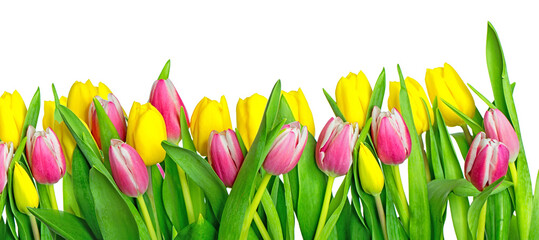 Yellow and pink tulips on tulip field cutout photographed in studio against white background.