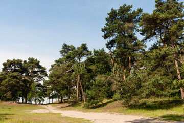 Fototapeta premium Natuurgebied de Kampina, Nature area the Kampina