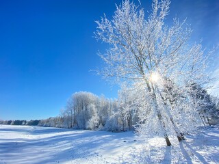 Frosty forest with blue sky