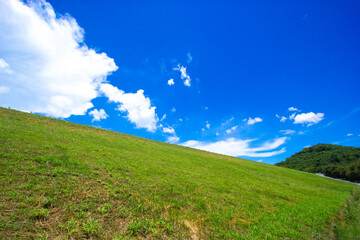 field grass  and blue sky