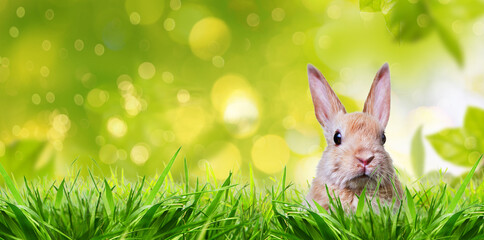 Little rabbit in spring with high easter grass on meadow with long rabbit ears.