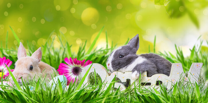 Group of 3 rabbits on the meadow with eggs in the fresh easter grass and spring background on greeting card.