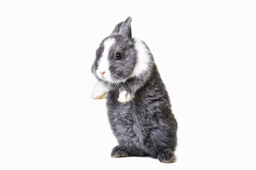 Cute little grey and white rabbit isolated on behind legs standing isolated against white background.