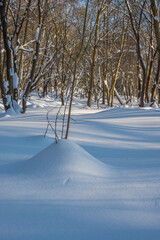 Obraz premium Sunny day in the frosty forest in the winter season. Landscape with forest and perfect sunlight with snow and clean sky. Beatuful contrast of snow shapes and shadows