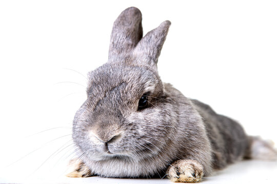 Easter bunny with gray fur and floppy ears, dwarf ram, dwarf rabbit against isolated background in studio.
