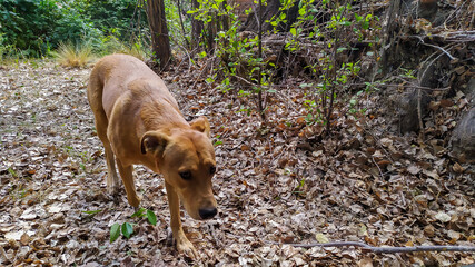 dog in the forest
