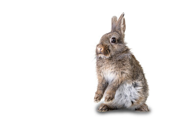 Portrait of a young,cute grey wildlife rabbit isolated on white background.