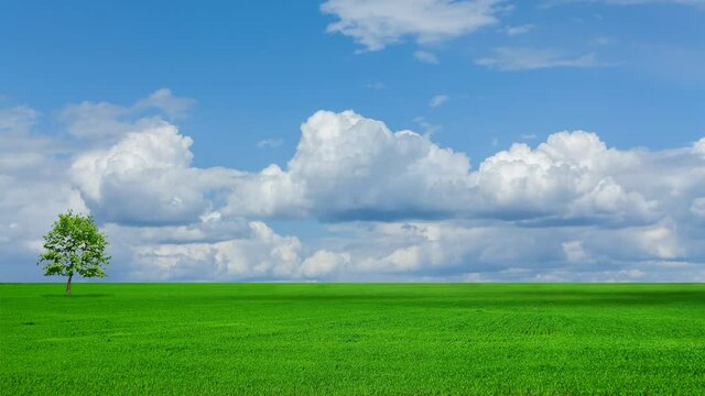 alone tree growth among green field, rural countryside time lapse scene