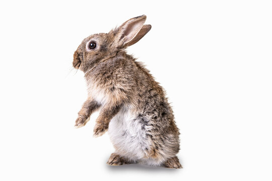 Cozy brown,grey rabbit standing on his back. White isolated background. Fluffy bunny.