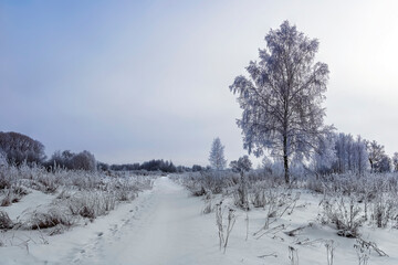 scinic view at winter road in a field covered with snow in a cloudy day, leadind to a frost forest on the background