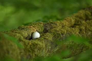 egg in branch