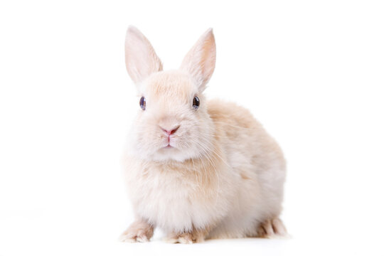 Portrait of a beige rabbit isolated on white background.