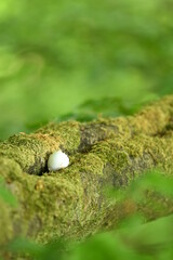 egg in branch