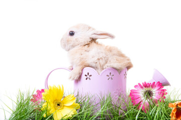 Bunny in springtime in cup with spring flowers and green grassland isolated on white background.