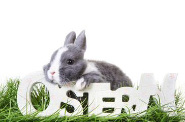 Cute gray, white dwarf rabbit, easter bunny sits on the meadow in the grass and looks over german...