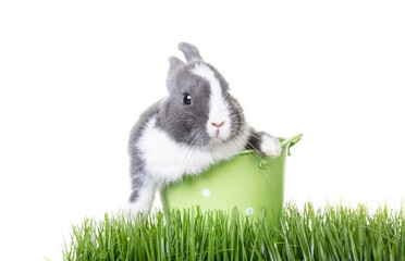 Cute gray, white dwarf rabbit, easter bunny sitting in flower pot with easter eggs on ears.