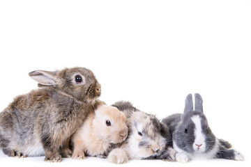 Obraz premium Various small,cute bunny children photographed in front of isolated studio background.