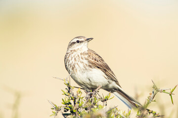 New Zealand Pipit, Anthus novaeseelandiae