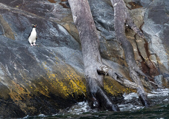 Fiordland Penguin, Eudyptes pachyrynchus