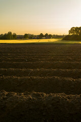 Acker im Sommer