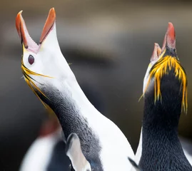 Foto auf Acrylglas Royal Penguin, Eudyptes schlegeli © AGAMI