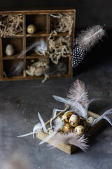 Easter beautiful quail eggs with feathers