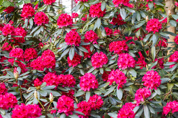Red rhododendron Nova Zembla, lush bloom in the nursery of rhododenrons.