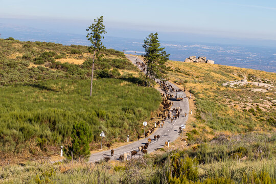 Sheeps in Serra da Estrela. Transum&acirc;ncia, Portugal.