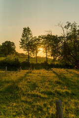Cows in front of a sunset