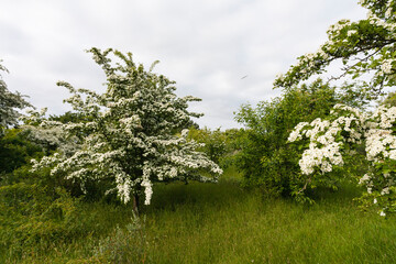 Fototapeta premium Meidoorn, Hawthorn, Crataegus