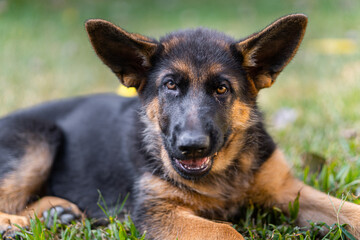 Naklejka premium german shepherd puppy