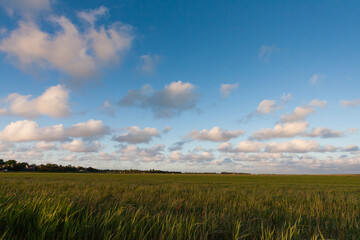 Fototapeta premium Grasland, grassland