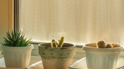 Cactuses in a pot against the background of sunny window