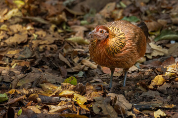 Female Junglefowl on the leafy ground