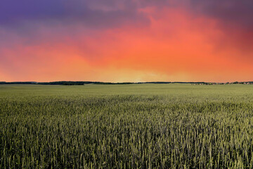 View on field with young green wheat crop on sunset background. Farm concept, production of flour, bread and bakery products. Agricultural landscape and summer harvest. Growing crops