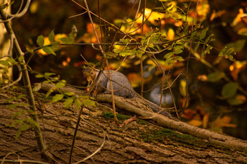 squirrel on a branch
