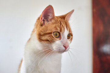 A portrait of a cute white and ginger cat