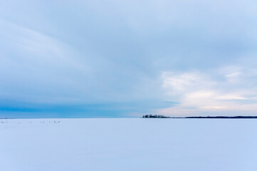Obraz premium Winter landscape with snowy field and cloudy blue sky at sunset and forest in the distance. Minimalistic, scenic nature, natural background with copy space, beauty in nature