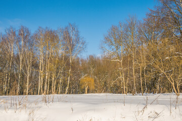 Sunny day in the frosty forest in the winter season. Landscape with forest and perfect sunlight...