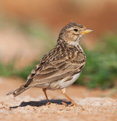 Kleine Kortteenleeuwerik, Lesser Short-toed Lark, Alaudala rufescens apetzii