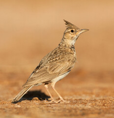 Kuifleeuwerik, Crested Lark, Galerida cristata pallida