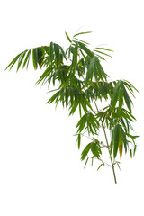 Fototapeta na wymiar Bamboo leaves, isolated on white background. Fresh, green bamboo-leaves, zen-like. Single object with clipping path.