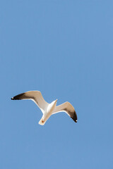 Baltische Mantelmeeuw, Baltic Gull, Larus fuscus fuscus