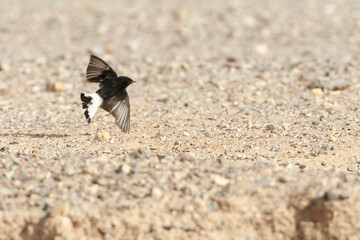 Basalt Tapuit, Basalt Wheatear, Oenanthe lugens warriae