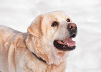 Dog white labrador close-up in winter outdoors