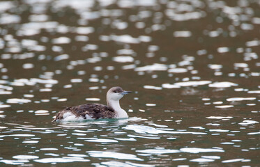 Parelduiker, Black-throated Loon, Gavia arctica