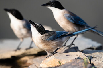 Blauwe Ekster, Iberian Magpie, Cyanopica cooki